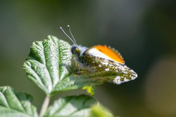 Orange-tip butterfly male on a bramble leaf