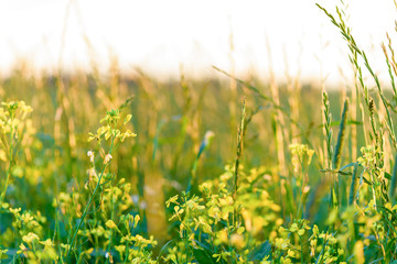 Summer yellow flowers and different herbs on the meadow.