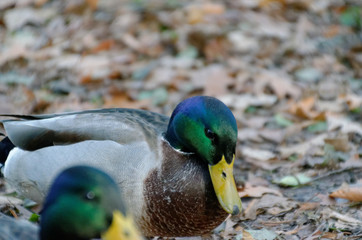 Two Male Mallard Ducks