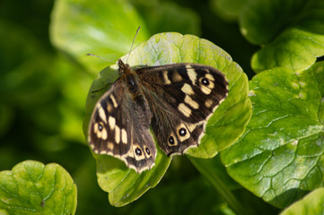 Speckled Wood butterfly on a green leaf