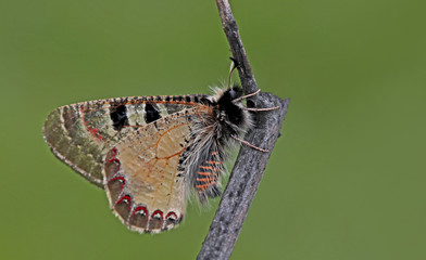 false Apollo butterfly ; Archon apollinus