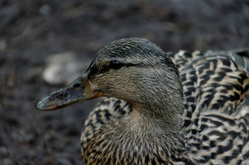 Mallard Duck, Female