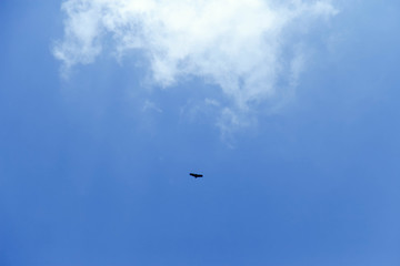 Beautiful bright blue sky with with a flying bird. clouds. picturesque colorful
