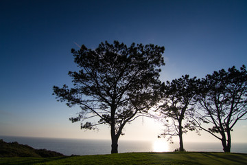 Fototapeta na wymiar Blue sky sunset behind pine trees on a Southern California golf course