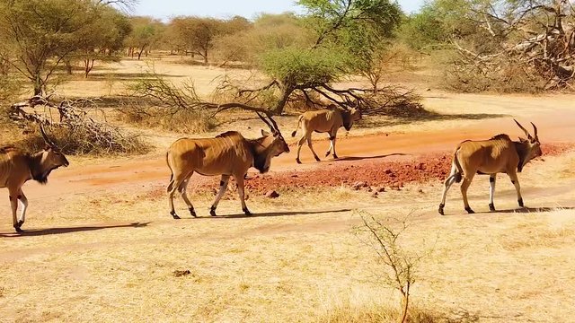HD slow motion video of Giant eland, also known as the Lord Derby eland in the Bandia Reserve, Senegal. It is wildilfe video of group of animals in Africa.