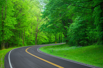 Fototapeta premium Beautiful road in the forest. Great Smoky Mountains. Tennessee. USA. 