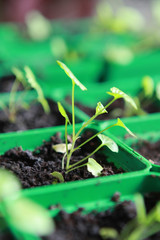 seedlings in greenhouse