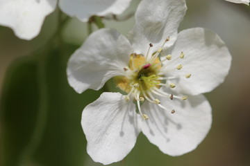 white flowers of cherry
