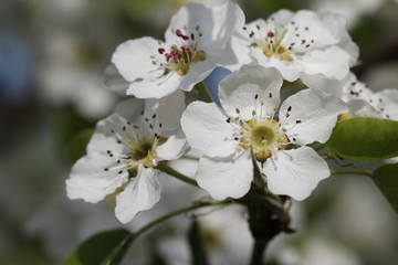 White flower on the tree