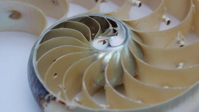 sea shell nautilus shell stock footage video clip turning golden ratio number sequence natural background half slice section