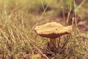mushroom in the forest