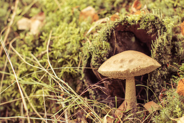 mushroom in the forest