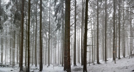 Obraz premium forest in winter