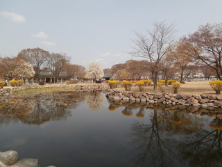 Fototapeta na wymiar Photo pond in the korean park.Beautiful soothing landscape Asian landscape in spring: a pond framed by ornamental stone, flowering bushes and trees.