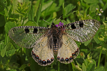 false Apollo butterfly ;  Archon apollinus