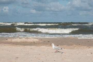 seagull on the beach