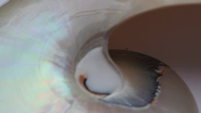 nautilus shell stock footage video clip turning golden ratio natural background 