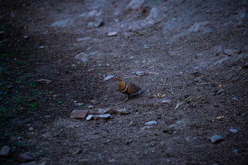 Painted Sandgrouse or Pterocles indicus near waterhole to quench the thirst in winters at jhalana forest, jaipur, rajasthan, india