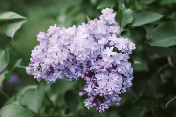 Blossoming purple lilacs in the spring. Lilac flowers. Spring background.