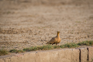 Painted Sandgrouse or Pterocles indicus near waterhole to quench the thirst in winters at jhalana forest, jaipur, rajasthan, india