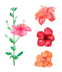 Watercolor collection of flowers of Hawaiian Hibiscus. Beautiful pink, red and peach flowers isolated on white background.