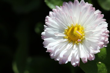 pink flower in the garden