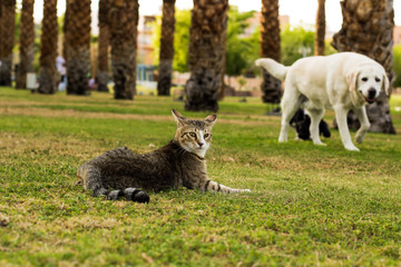 Naklejka na ściany i meble domestic animals funny scene in promenade time in park outdoor scenery landscape environment of laying cat looking at camera back to walking dog on unfocused background 