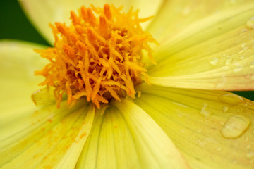 Bright yellow flower