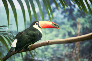 Le toucan dans le zoo de Barcelone