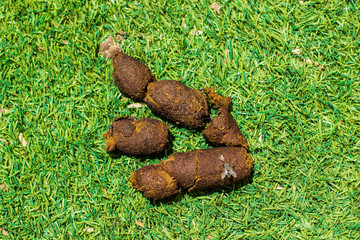 disgusting shit with fly on a green grass meadow background textured surface, pollution concept photography, copy space