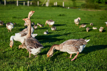 Geese and goslings graze on green grass on a summer day.