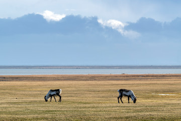 Two reindeer grazing in a meadow