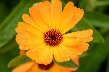 Bright orange flower