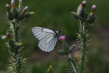Hawthorn white butterfly ; Aporia crataegi