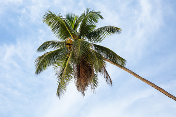 Fototapeta na wymiar Coconut Palm Tree Against Sky