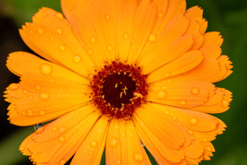 Bright orange flower