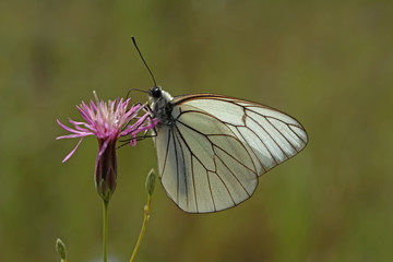 Hawthorn white butterfly ; Aporia crataegi