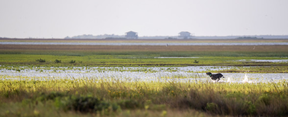 Dog hunting birds