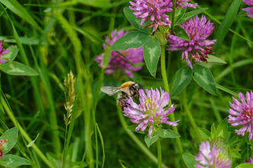 Hummel fliegt auf eine lila, violett farbener Wiesen Klee Blüte, auf einer Wiese