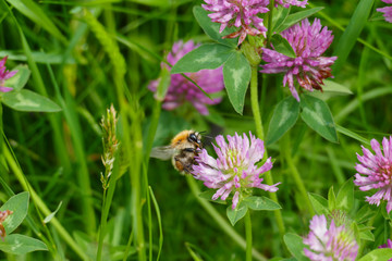 Hummel fliegt auf eine lila, violett farbener Wiesen Klee Blüte, auf einer Wiese