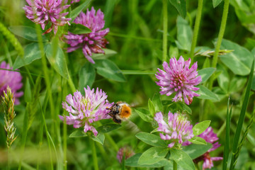 Hummel fliegt auf eine lila, violett farbener Wiesen Klee Blüte, auf einer Wiese