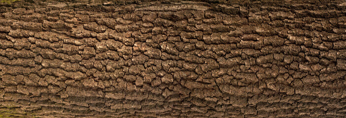 Embossed texture of the bark of oak with green moss. Panoramic photo of the oak texture.