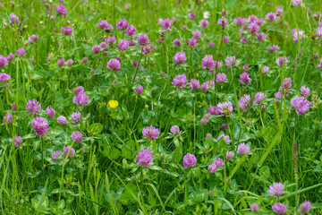 Obraz premium Roter Wiesen Klee Pflanze, mit lila, violett farbener Blüte, und grünen Blättern, auf der Wiese