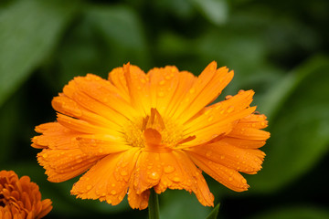Bright orange flower