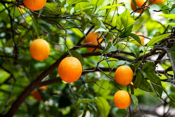 orange fruit on the trees