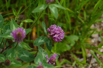 Roter Wiesen Klee Pflanze, mit lila, violett farbener Blüte, und grünen Blättern, auf der Wiese