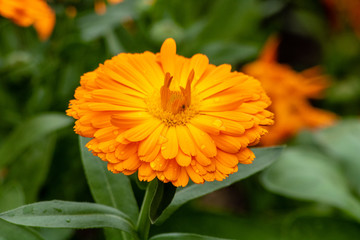 Bright orange flower