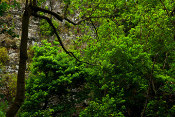 Fototapeta na wymiar Bosque de laurisilva. Barranco Cubo de La Galga. Pueblo La Galga. Isla La Palma. Provincia Santa Cruz. Islas Canarias. España