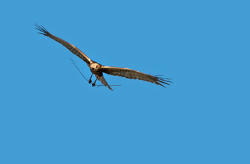 Flying bird. Bird of prey. Blue sky background. Bird: Western Marsh Harrier. Circus aeruginosus.