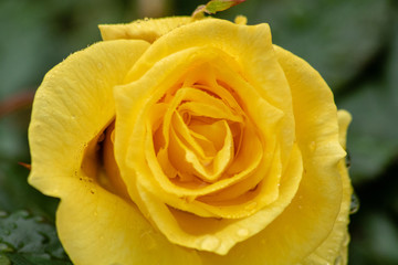 Yellow rose